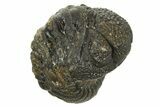 Wide Enrolled Morocops Trilobite - Morocco #323236-1